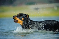 Picture of Rottweiler running in water