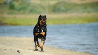 Picture of Rottweiler running on beach
