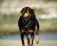 Picture of Rottweiler running with ball