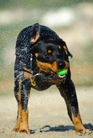 Picture of Rottweiler shaking out water