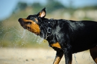 Picture of Rottweiler shaking out water