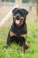 Picture of Rottweiler sitting down