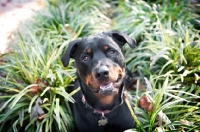 Picture of rottweiler sitting in grass