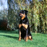 Picture of rottweiler sitting near a willow tree