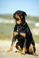 Picture of Rottweiler sitting on sand