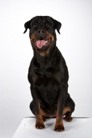 Picture of Rottweiler sitting on white background