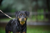 Picture of rottweiler standing and staring