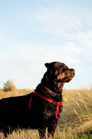 Picture of Rottweiler standing majestically in sand dunes