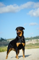 Picture of Rottweiler standing on sand