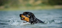 Picture of Rottweiler swimming
