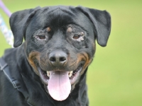 Picture of rottweiler that has just had surgery for entropian showing stitch and scarring detail around eyes