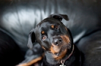 Picture of rottweiler tilting his head