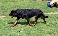 Picture of rottweiler undocked, striding out