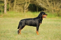Picture of Rottweiler undocked