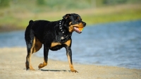 Picture of Rottweiler walking near water