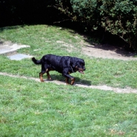 Picture of rottweiler walking on path