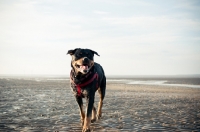 Picture of Rottweiler walking towards camera on empty beach landscape