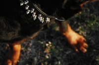 Picture of Rottweiler wearing spiked collar