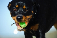 Picture of Rottweiler with a ball