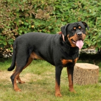Picture of rottweiler with full tail, full body