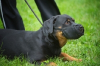 Picture of rottweiler with muzzle on