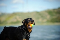 Picture of Rottweiler with tennis ball