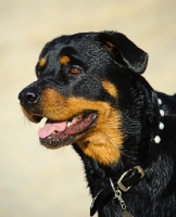 Picture of Rottweiler