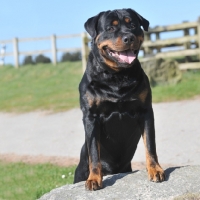 Picture of Rottweiler