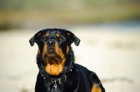 Picture of Rottweiler