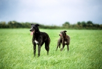 Picture of rough and smooth coated lurchers standing in a field