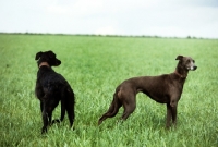 Picture of rough and smooth coated lurchers standing in a field