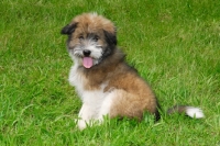 Picture of rough coated Elo puppy