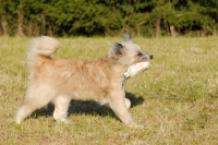 Picture of rough coated Elo retrieving