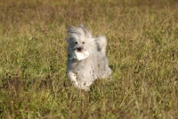 Picture of rough coated Elo running in field