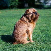 Picture of rough coated griffon bruxellois