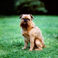 Picture of rough coated griffon bruxellois sitting on grass