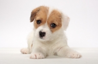 Picture of rough coated Jack Russell puppy, front view