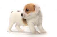 Picture of rough coated Jack Russell puppy