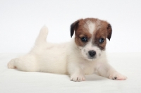 Picture of rough coated Jack Russell puppy, lying down