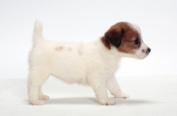 Picture of rough coated Jack Russell puppy, posed