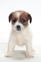 Picture of rough coated Jack Russell puppy