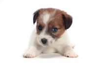 Picture of rough coated Jack Russell puppy, cut out