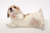 Picture of rough coated Jack Russell puppy, lying down