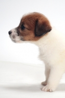 Picture of rough coated Jack Russell puppy, side view