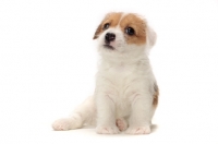 Picture of rough coated Jack Russell puppy, sitting down