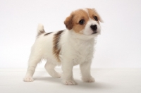 Picture of rough coated Jack Russell puppy, stnding on white background