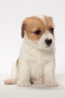 Picture of rough coated Jack Russell puppy, sitting down