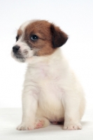 Picture of rough coated Jack Russell puppy, sitting down