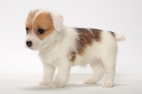 Picture of rough coated Jack Russell puppy standing in studio