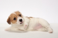 Picture of rough coated Jack Russell puppy, lying down